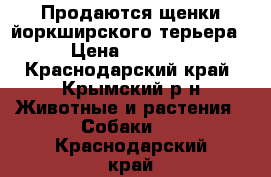 Продаются щенки йоркширского терьера  › Цена ­ 10 000 - Краснодарский край, Крымский р-н Животные и растения » Собаки   . Краснодарский край